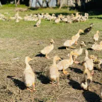 اردک پکنی یک ماهه