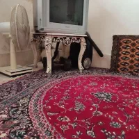 تل ویزیون سالم به فروش