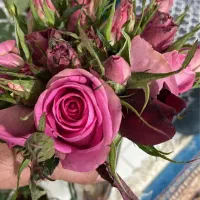 گل زر هلندی