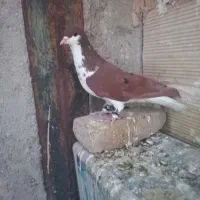 کبوتر ساده سرخ نر