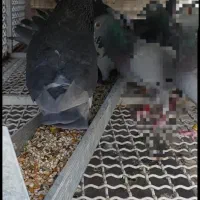 ماده بازرگان نشسته|پرنده|اهواز, آسیاباد|دیوار