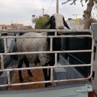غوچ ۳ ساله اصیل شال