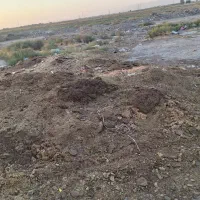 کود گوسفند