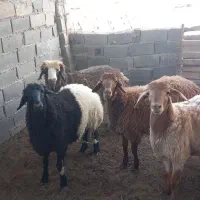 گوسفند وبره
