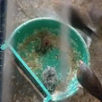 فنچ بازی گوش و سالم وسرحال