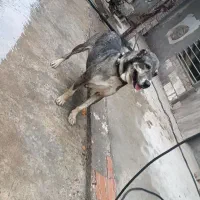 سگ ..|سگ|فاضل آباد, |دیوار