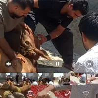قصاب سیار گاو گوسفندو غیره