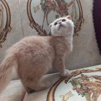 اسکاتیش کاراملی|گربه|تبریز, |دیوار