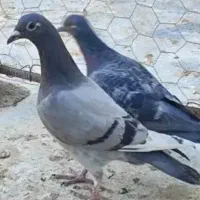 کبوتر پلاکی باخت رفته