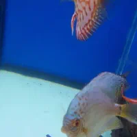 ماهی پوزه خرگوشی و دیسکس ۳ اینچ|ماهی|تبریز, |دیوار