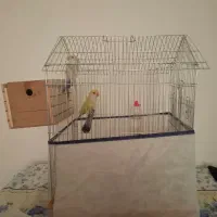 یک جفت طوطی برزیلی کاملا سالم