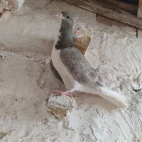 ساده قوه