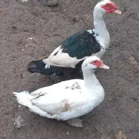 اردک اسراییلی نر.قوغاز ماده امساله اصل