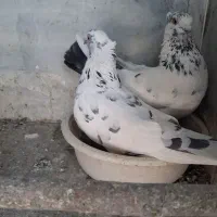 کاکولی پاپر اصیل پرشی
