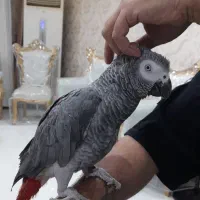 کاسکو