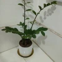 کل طبیعی|گل و گیاه طبیعی|مشهد, شهرک بهارستان|دیوار