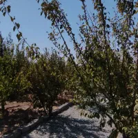 باغچه و باغ شرایطی /شیک /آماده ساخت/درختی|فروش زمین و ملک کلنگی|تهران, شهرک آزادی|دیوار
