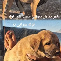 توله سرابی