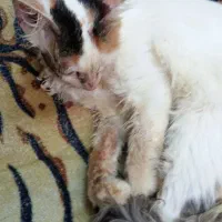 واگذاری رایگان گربه