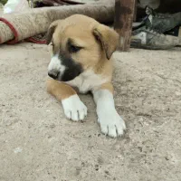 سگ سرابی ماده ۲میلیون تخفیف هم میدم تو فکر نباش