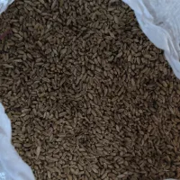 بذر گندم خلیل