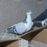 کبوترهای رنگی