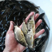 پرورشی عمده
