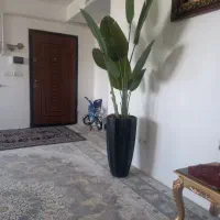 درختچه بسیار زیبا نونو