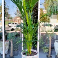 خزه|گل و گیاه طبیعی|تربت‌حیدریه, بی بی حسنیه|دیوار