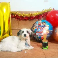 جهت جفتگیری