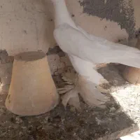 کبوتر اوجا بالا دیشی