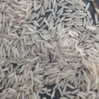 برنج دم سیاه امسال
