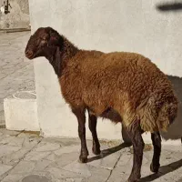 قوچ همو 2 ساله