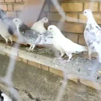 کفتر