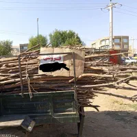 هاچه-درختی