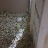 فروس طوطی برزیلی مولد