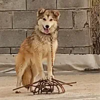 واگذاری رایگان سگ نژاد دار ماده