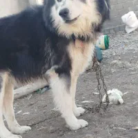 سگ هاسکی|سگ|تیکمه داش, |دیوار