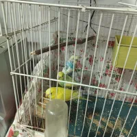 مرغ عشق|پرنده|تربت‌حیدریه, حاجی یار‎|دیوار