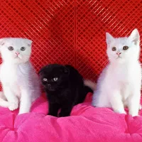 توله بچه گربه بریتیش و اسکاتیش / نقدی و چکی