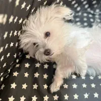 واگزاری رایگان