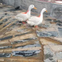 دوتا اردک سفیدنروماده