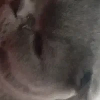 گربه گمشده
