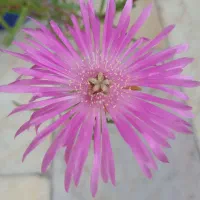 گل تزئینی|گل و گیاه طبیعی|رشت, کوی قدس|دیوار