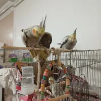 عروس هلندی دستی|پرنده|اندیمشک, |دیوار