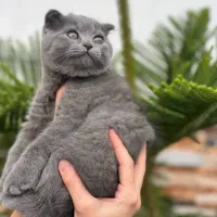 گربه اسکاتیش شورت هیر رنگ بلوو|گربه|بابل, |دیوار