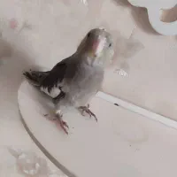 عروس هلندی|پرنده|بندرعباس, |دیوار