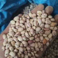 لوبیا چیتی درجه 1 امسال|خوردنی و آشامیدنی|شیراز, جوادیه|دیوار