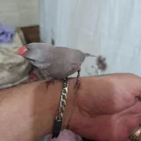 یک عددنرگس گول دیس نوقره ای ویک سنگ معدنی