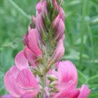 یونجه اسپرس خورد شده